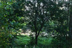 Nr.-138-Engelmannsholz-am-Engelmannsteich