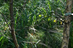 Nr.-139-Engelmannsholz-Sumpf