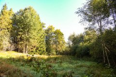 Nr.-145-Lichtung-Engelmannsholz-Engelmannsteich