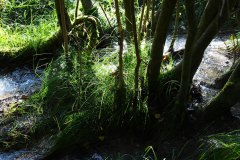 Nr.-149-Bachlauf-Einlauf-EIngelmannsteich