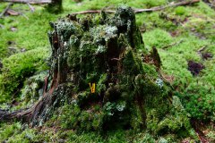 Nr.-15-Wurzelstock-Engelmannsteich