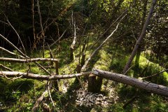 Nr.-150-Biberwald
