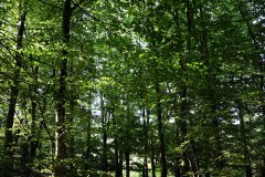 Nr.-155-Laubwald-Engelmannsteich
