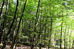 Nr.-156-Laubwald-am-Engelmannsteich