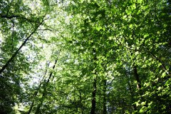 Nr.-157-Laubwald-Engelmannsteich