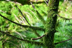 Nr.-16-Baum-Moosbehang-Engelmannsteich