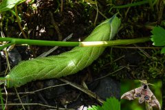 Nr.-161-Raupe-Abendpfauenauge-Smerinthus-ocellata