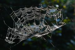 Nr.-162-Spinnennetz-Engelmannsteich