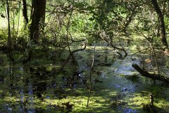 Nr.-165-Sumpf-Engelmannsteich