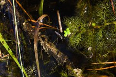 Nr.-166-Wasserlaeufer-Engelmannsteich
