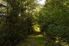 Nr.-169-Weg-Engelmannsteich