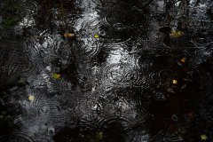 Nr.-17-Regen-Abend-Engelmannsteich