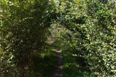 Nr.-176-Weg-Engelmannsteich