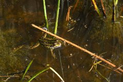 Nr.-200-Frosch-Engelmannsteich