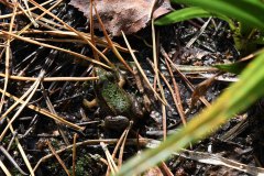 Nr.-208-Kleiner-Frosch