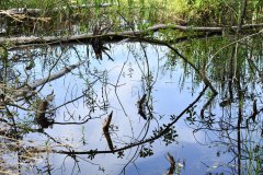 Nr.-21-Engelmannsteich-Rundgang-Wasserspiegelung