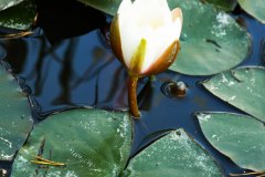 Nr.-212-Seerose-Engelmannsteicht