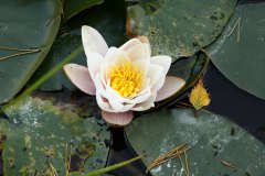 Nr.-213-Seerose-Engelmannsteich