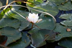 Nr.-214-Seerose-Engelmannsteich