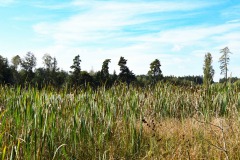 Nr.-219-Panoramaansicht-Engelmannsteich
