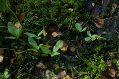 Nr.-230-Fiberklee-Engelmannsteich