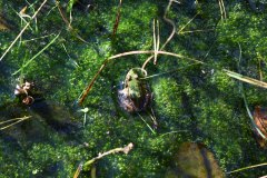 Nr.-231-Frosch-Engelmannsteich