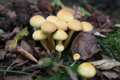 Nr.-238-Pilze-Auslauf-Engelmannsteich