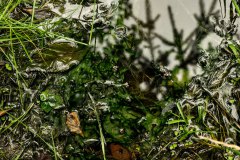 Nr.-244-Naturbild-Engelmansnteich