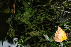 Nr.-245-Naturbild-Frosch
