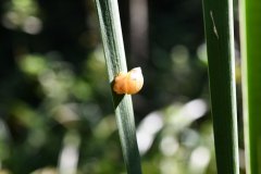 Nr.-247-Kleine-Schnecke-im-Sumpf-Zulauf-Engelmannsteich