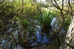 Nr.-253-Einmuendung-Engelmannsteich