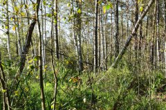 Nr.-262-Birkenwald-Abend