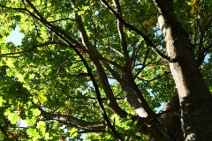 Nr.-263-Eiche-Wiese