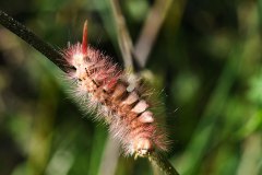 Nr.-264-Buchen-Streckfuss
