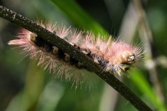 Nr.-265-Buchen-Streckfuss