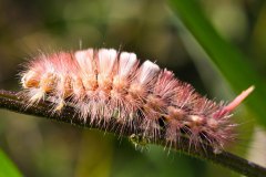 Nr.-266-Buchen-Streckfuss