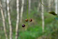 Nr.-267-Fruechte-im-Birkenwald