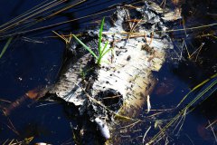 Nr.-283-Wasserpflanze-auf-Birkenrinde