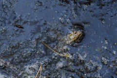 Nr.-295-Frosch-Wasserlaeufer