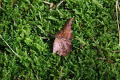 Nr.-301-Moose-Engelmansnteich