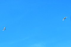 Nr.-310-Silberreiher-Engelmannsteich