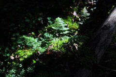 Nr.-315-Licht-im-Unterholz-des-Engelmannsholzes