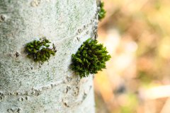 Nr.-319-Moose-auf-einer-Pappel-Sumpfwiese