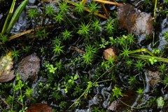 Nr.-321-Moose-Engelmansnteicht