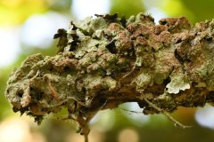 Nr.-327-Insekten-Sumpfwiese