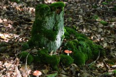 Nr.-330-Baumstumpf-Engelmannsholz