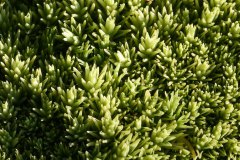 Nr.-334-Moose-im-Engelmannsholz-Engelmannsteich-Tirschenreuth