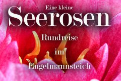 Nr.-336-Eine-kleine-Seerosen-Rundreise-Engelmannsteich