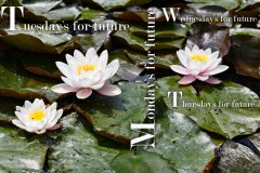 Nr.-716-Art-of-nature-crossword