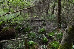 Nr.-733-Wassermangel-Engelmannsteich-2022